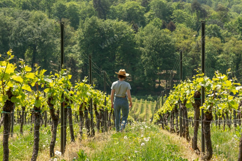 A young Caucasian woman with a straw hat checking her wine plants on a wine field
