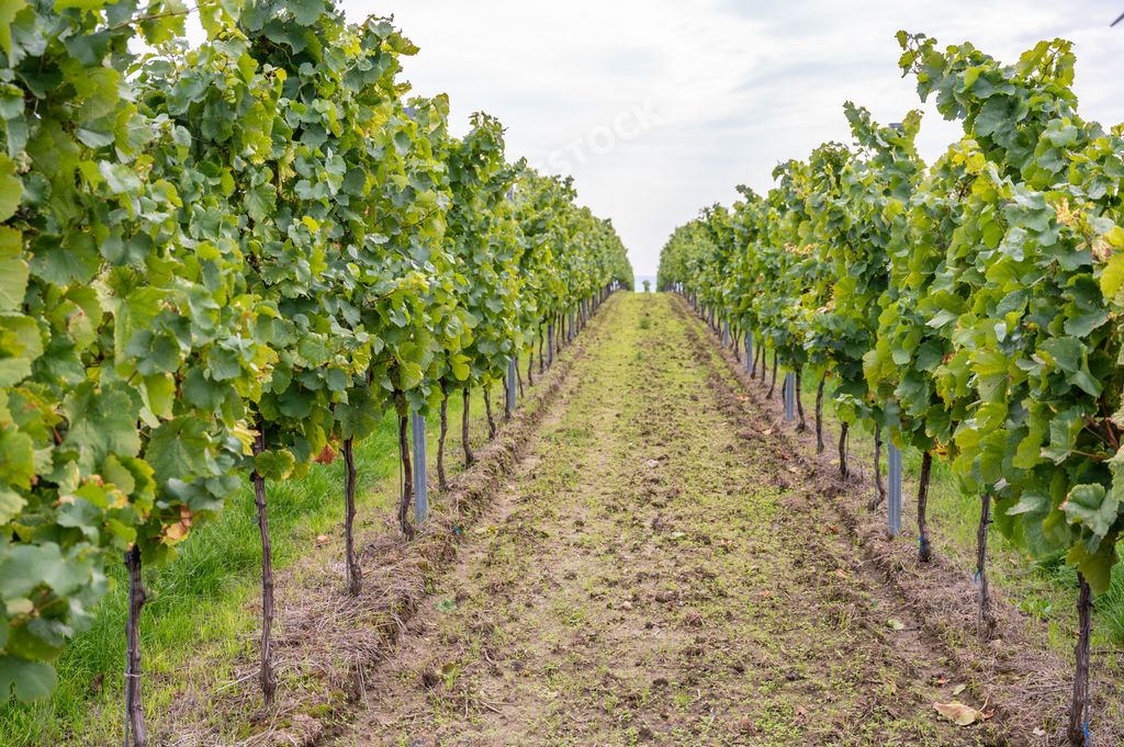 A beautiful vineyard in Mainz, Germany