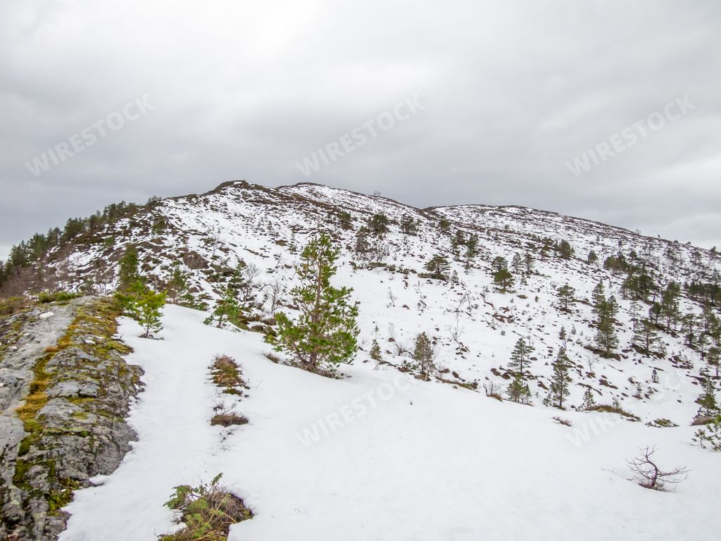 The view of a snowy hill with trees. Volda, Norway.