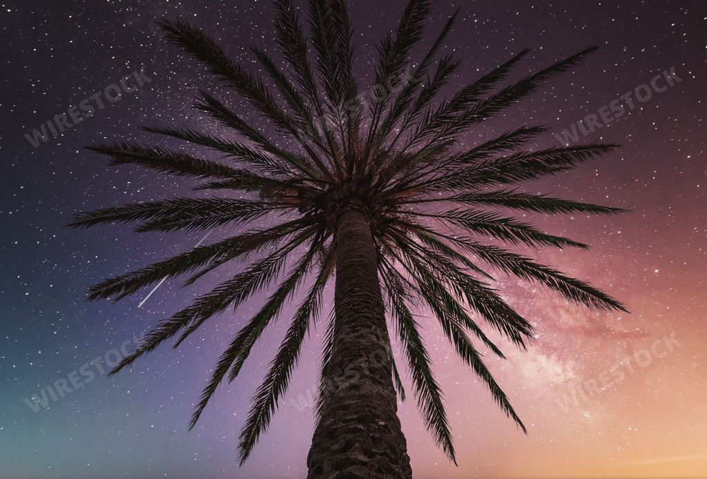 A low angle shot of a palm tree under a Milky Way Galaxy