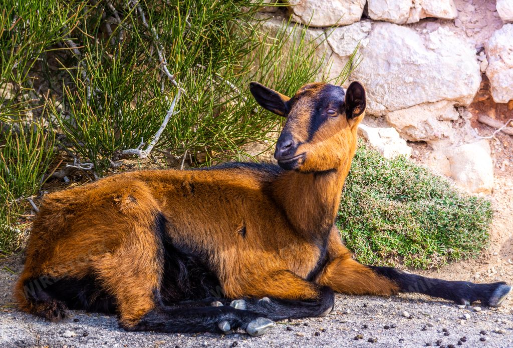 A beautiful Czech goat resting near the wall and bushe
