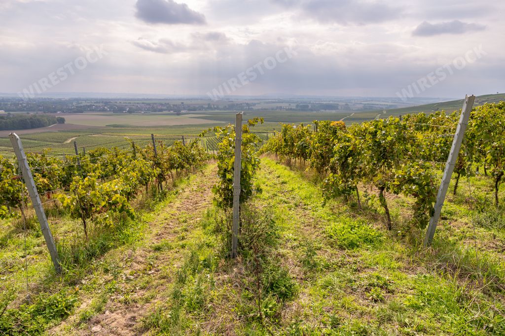 A beautiful shot of wine plants on wine field surrounded by green nature in Mainz, Germany