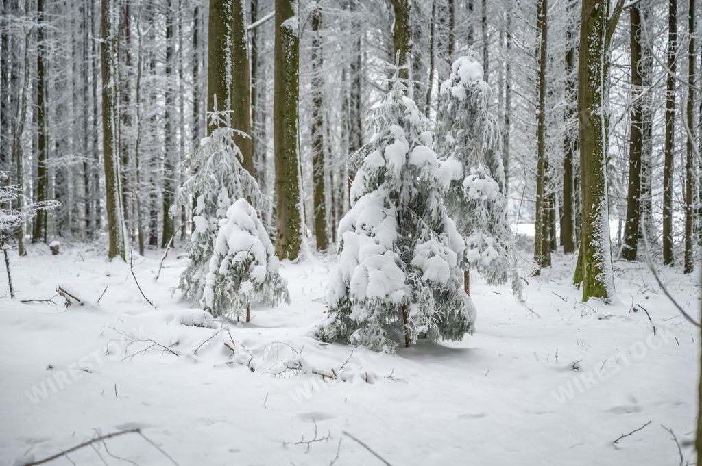 A scenic view of a wintery wooded area featuring snow-covered trees