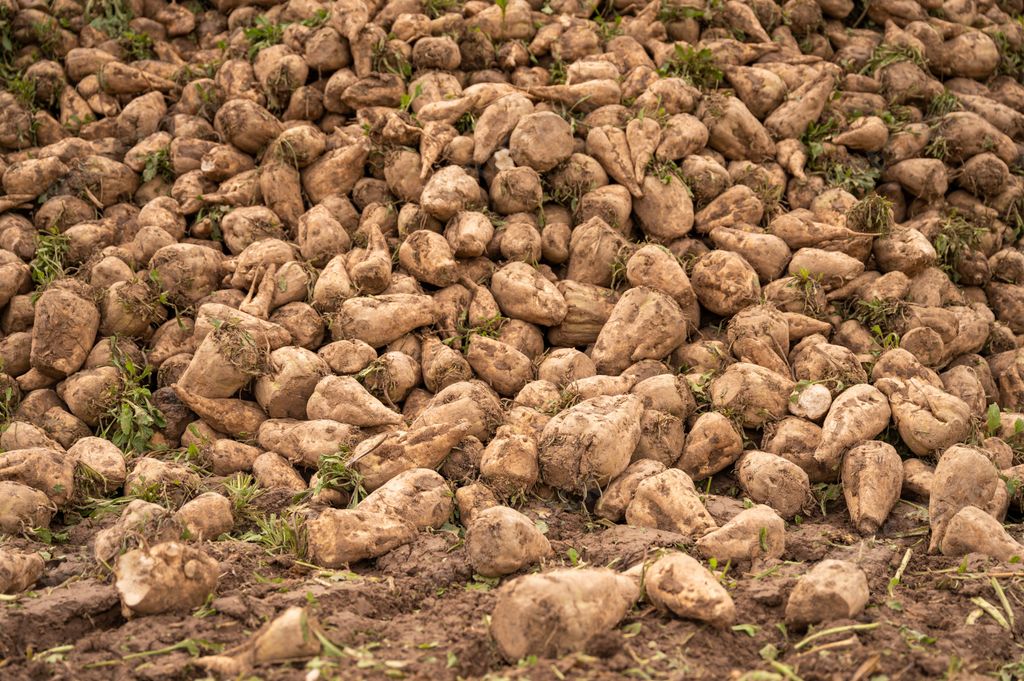 The sugar beets in a rural area in Germany