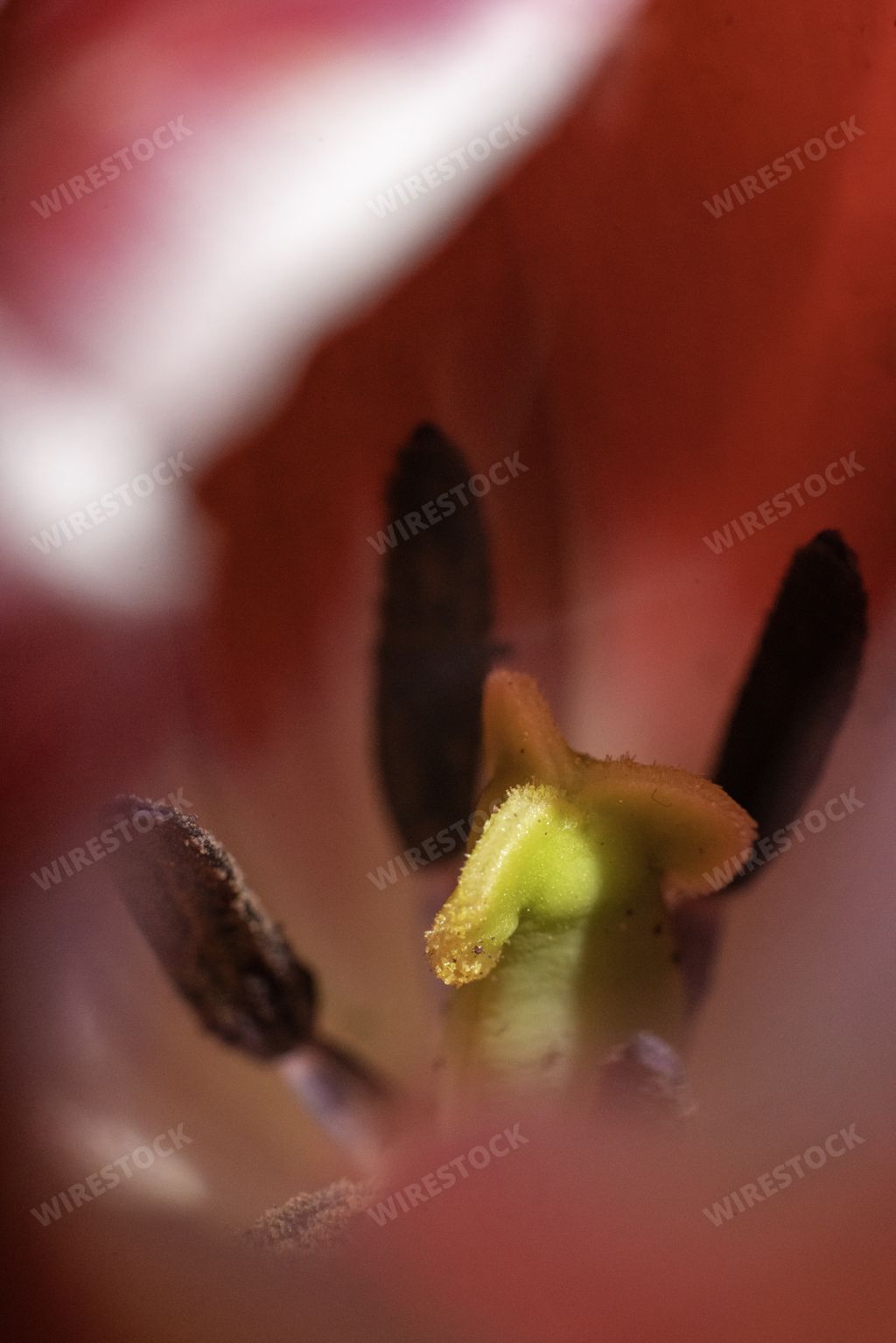 A vertical closeup shot of stamens and pistil of a beautiful pink tulip