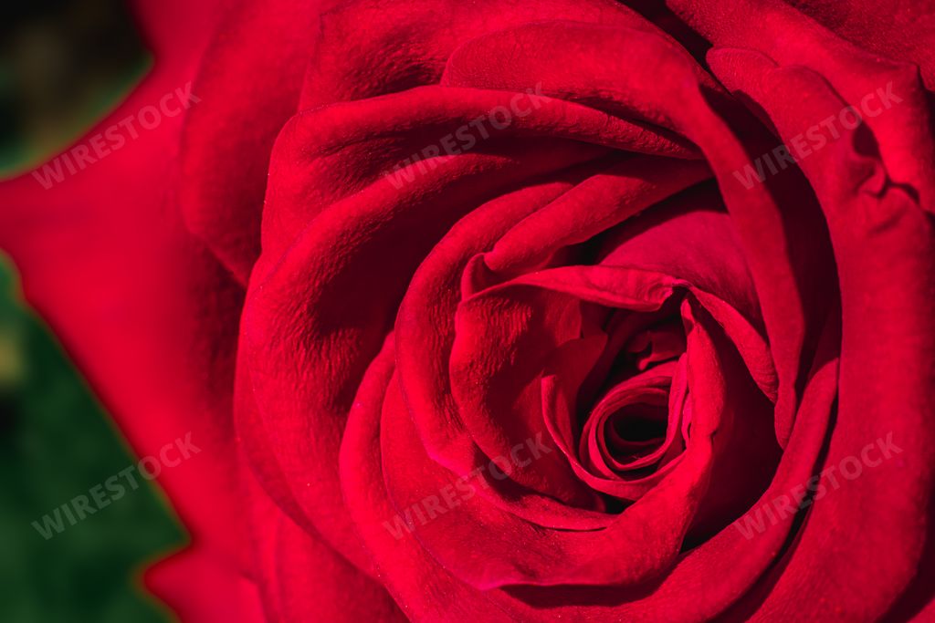 A closeup view of red rose flower in garden