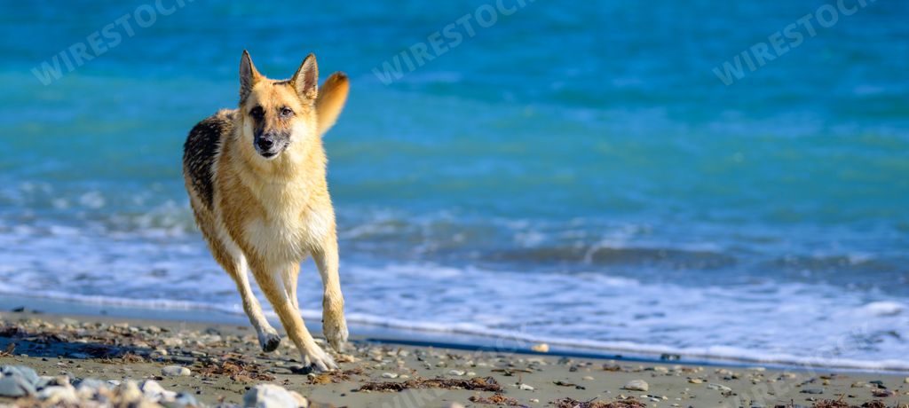 A happy Jack Russell Terrier dog running on the beach on a sunny day with the blue ocean in the background
