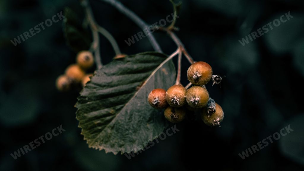 A soft focus of autumn leaves and berries on a tree branch at Troodos mountain in Cyprus
