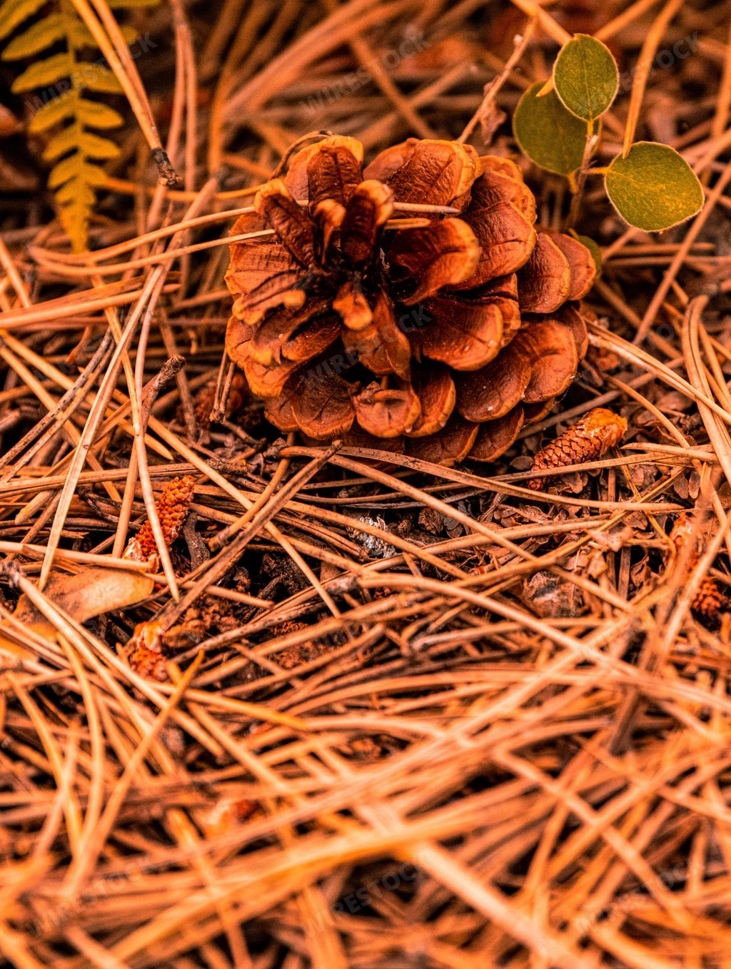 A fallen pine cone and a young plant on the forest floor of Troodos mountain range in Cyprus