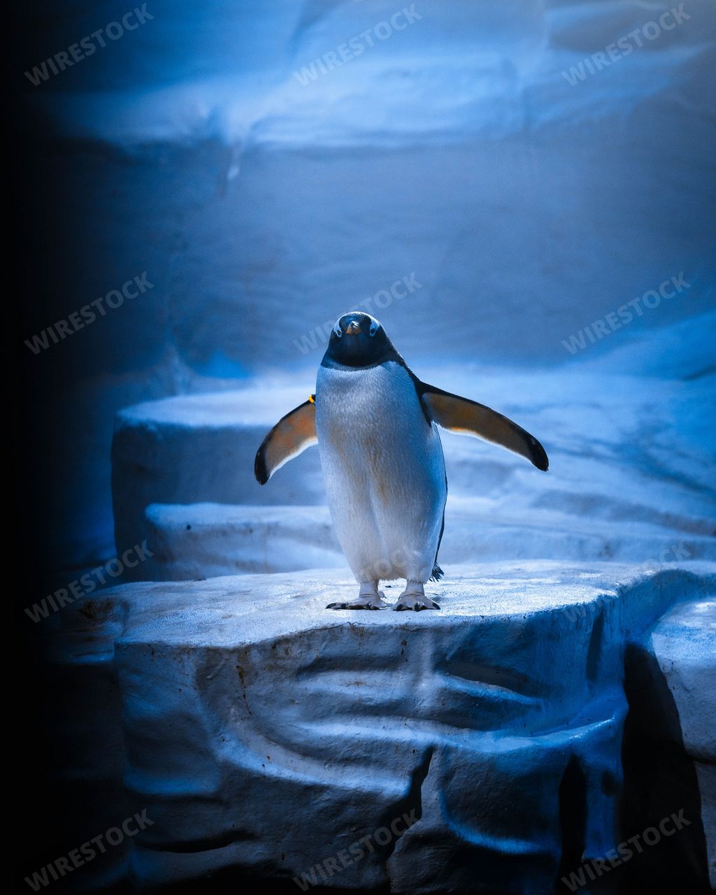 A vertical closeup shot of Gentoo penguin on surface of rock in the zoo, by illuminated with blue light