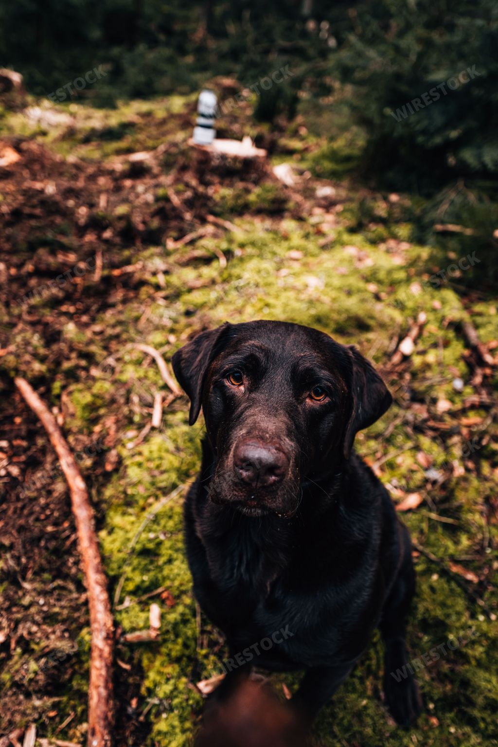 A beautiful closeup of a black Labrador Retriever looking up at the camera