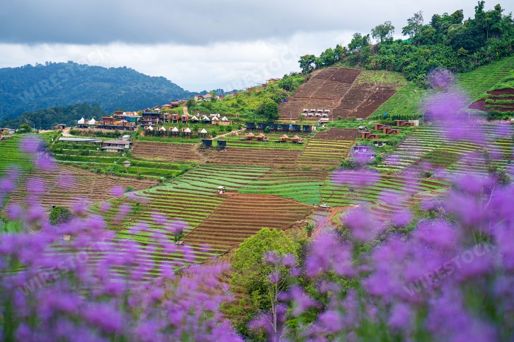 A beautiful view of rice field terraces with blurred purple fl in Chiang Mai, Thailand