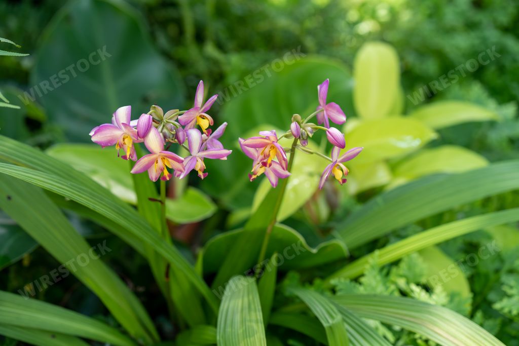 A sunny garden with vibrant violet moth orchid flowers and long bright green leaves on a blurred background
