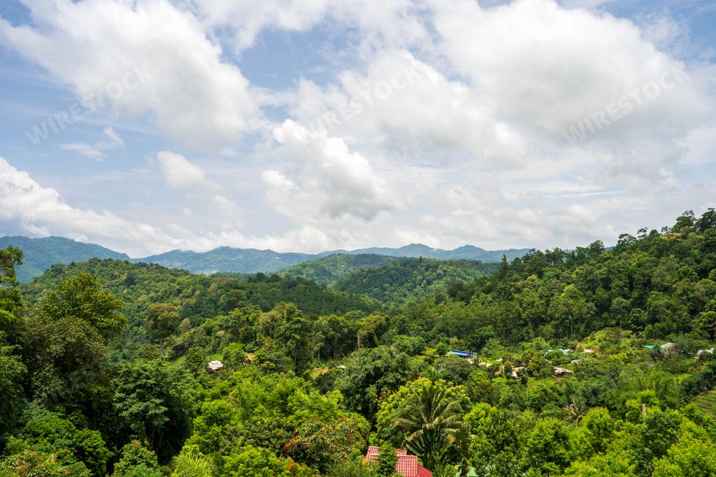 A beautiful lush green trees under a cloudy sky