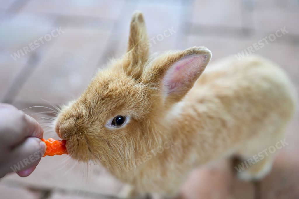 A closeup of a beige rabbit eating a carrot from a hand