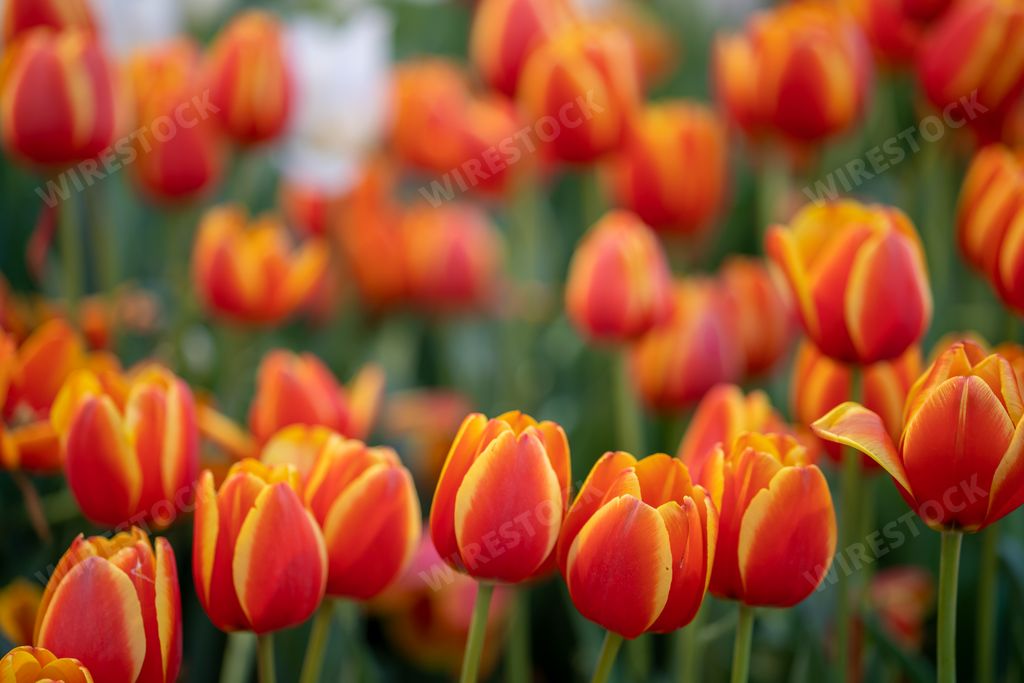 A view of beautiful red-orange tulips blooming in their beauty