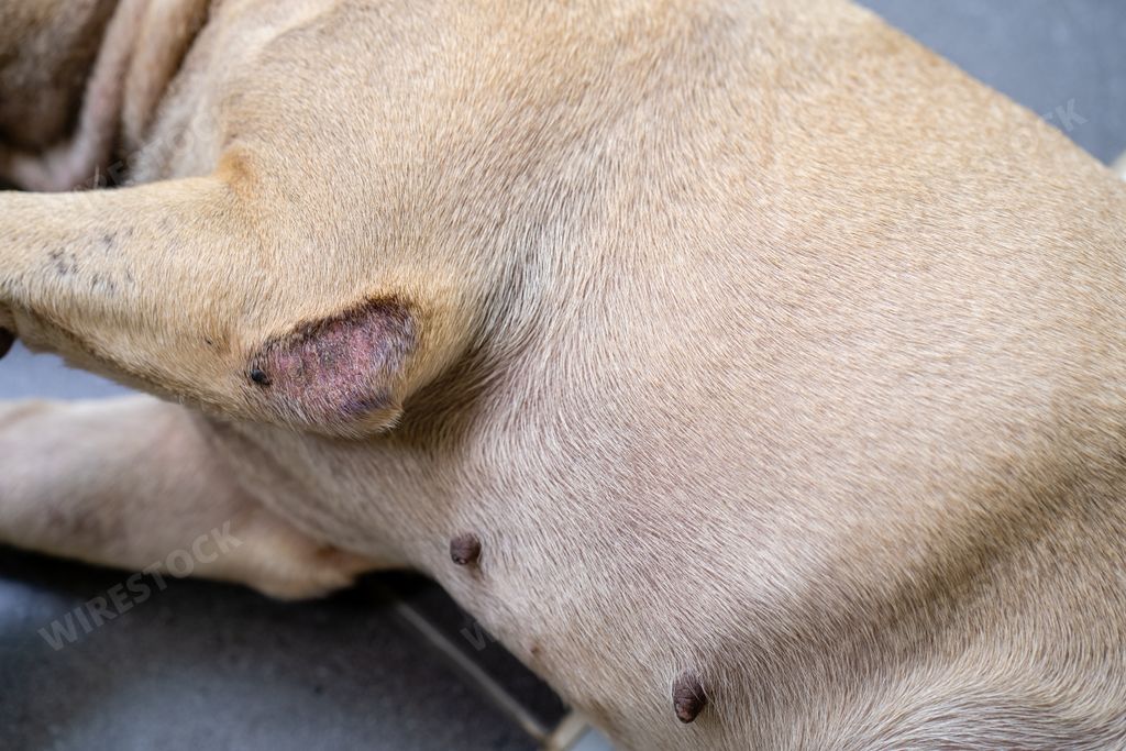 A closeup of a french bulldog with skin allergies lying on the floor