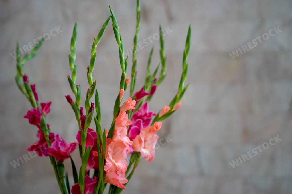 A selective focus shot of pink Gladiolus flowers in a vase