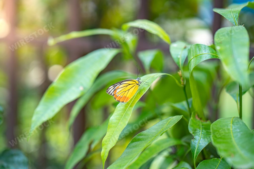 A closeup shot of a Delias butterfly on a green leaf