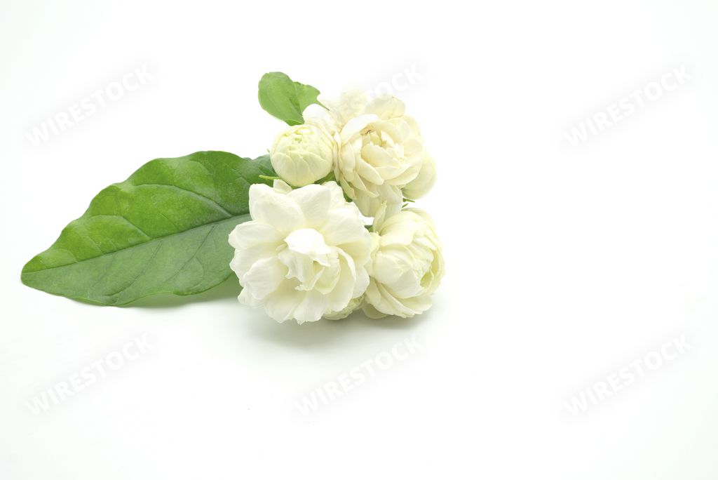 the beautiful Jasmine flowers isolated on white background
