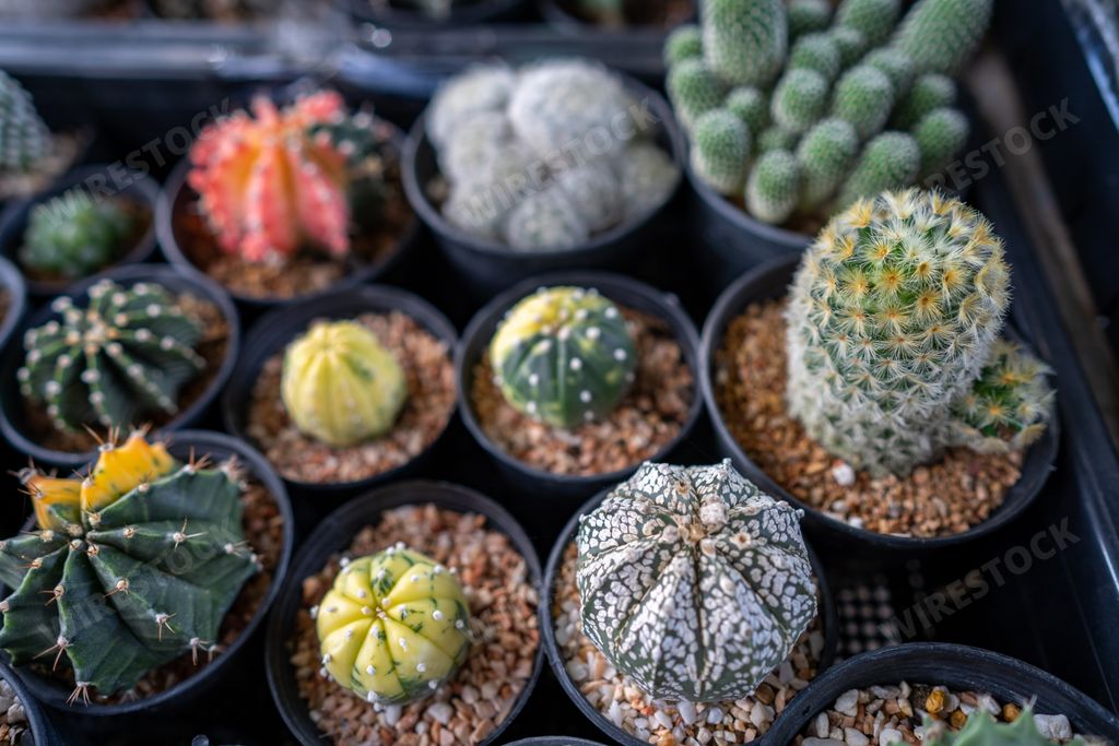 A different kinds of cactus display for sale in the markder