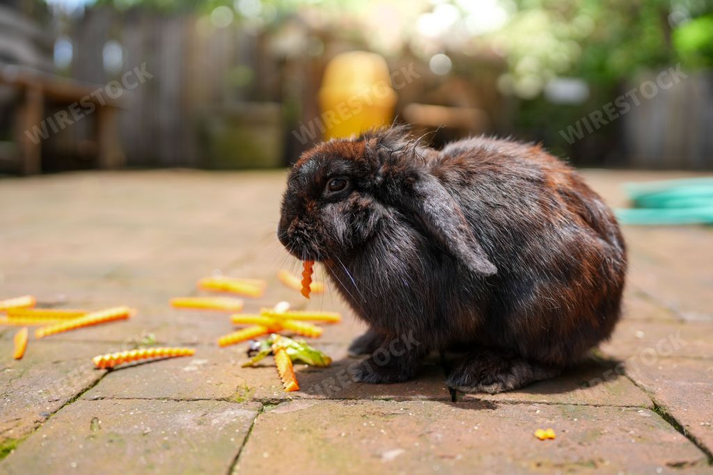 A closeup shot of a fluffy black bunny eating a carrot