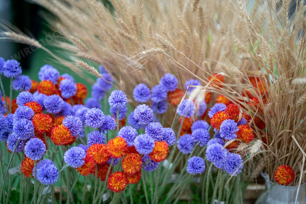 A beautiful view of colorful field flowers