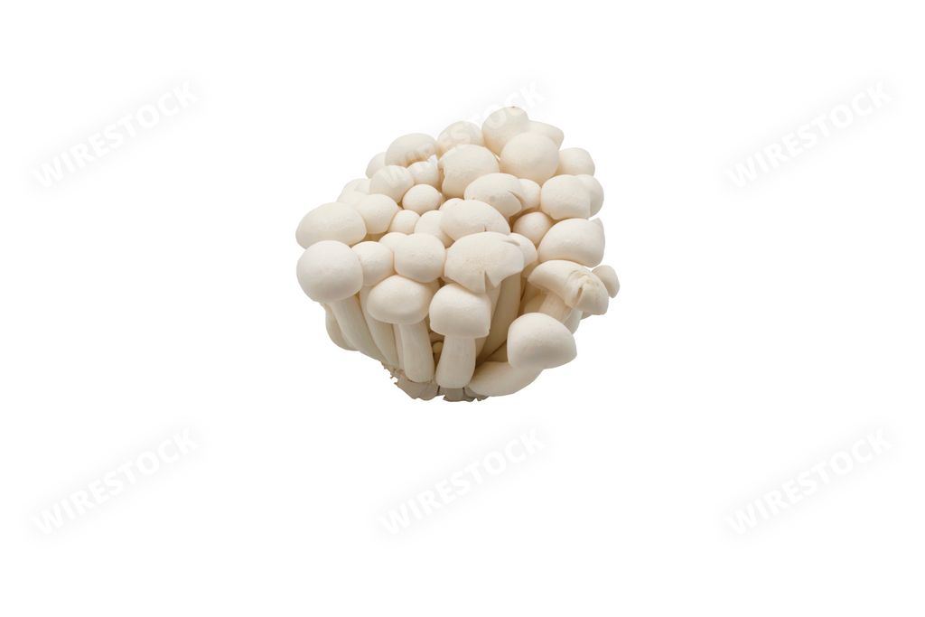 A closeup shot of Shimeji mushrooms isolated on a white background