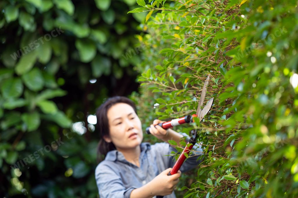 A closeup of a woman cutting the hedge.