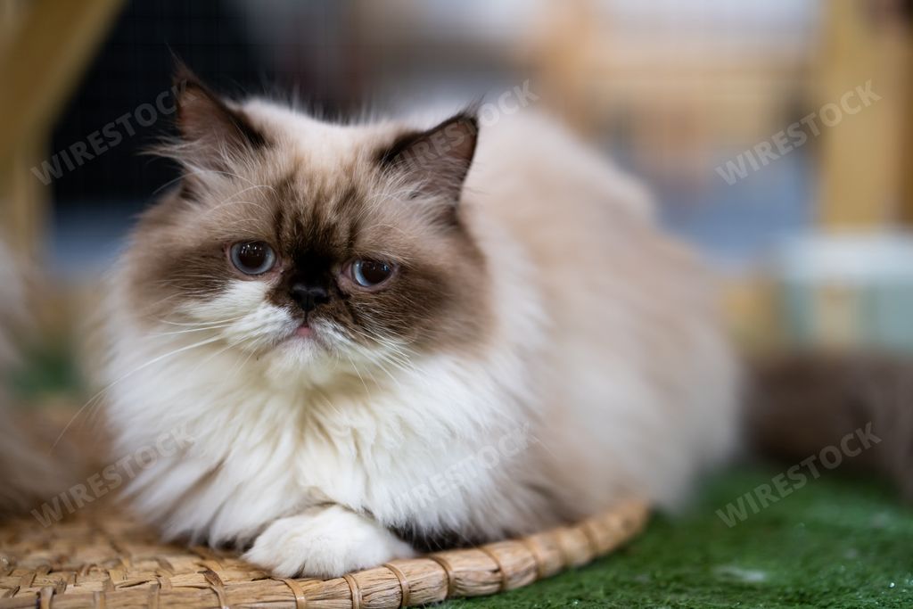 A selective focus shot of a fat cure cat lying on a mat on the floor indoors