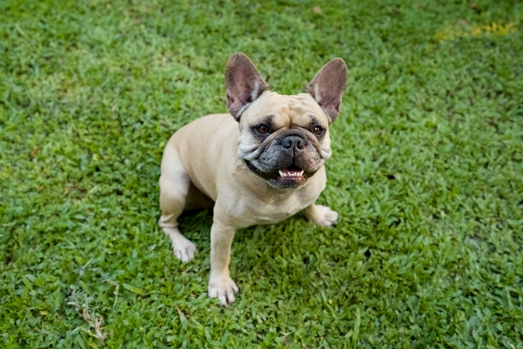 Portrait of smiling French bulldog standing on grass outdoors and looking at the camera