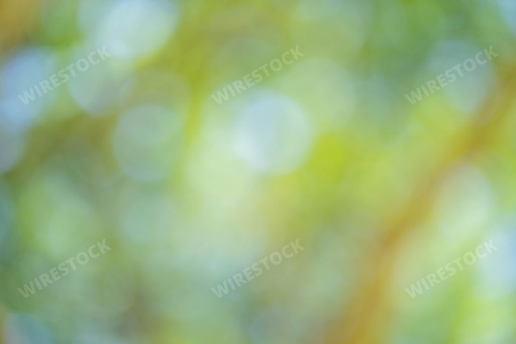An out of focus green bokeh background