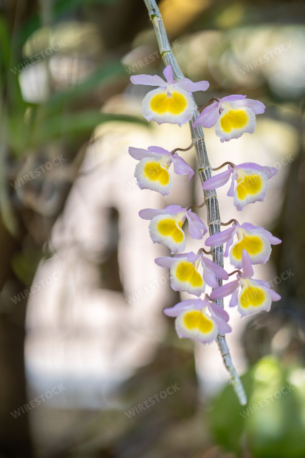 A vertical shot of Dendrobium primulinum flowers