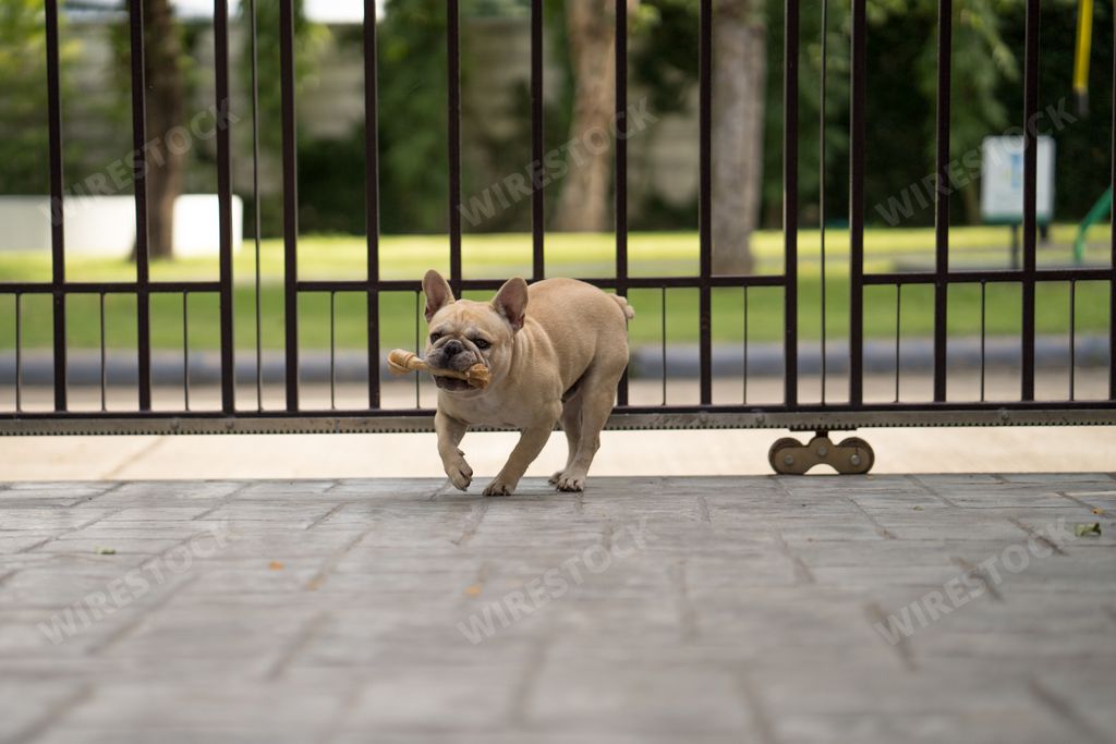 An adorable French Bulldog running with a bone