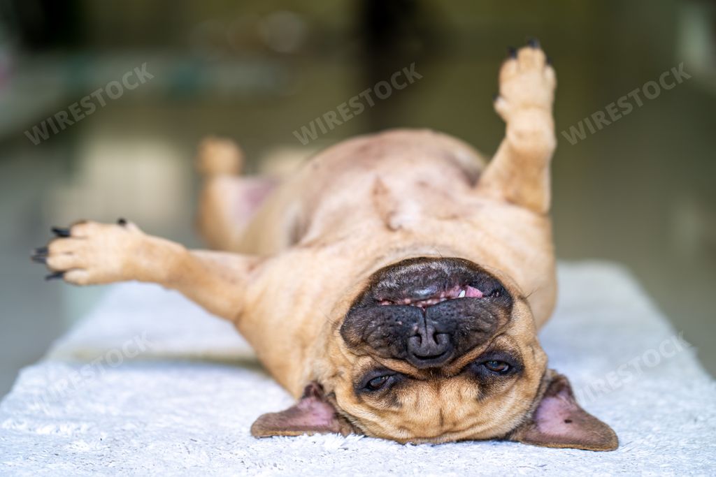 A closeup of an adorable french bulldog sleeping while lying on its back indoors