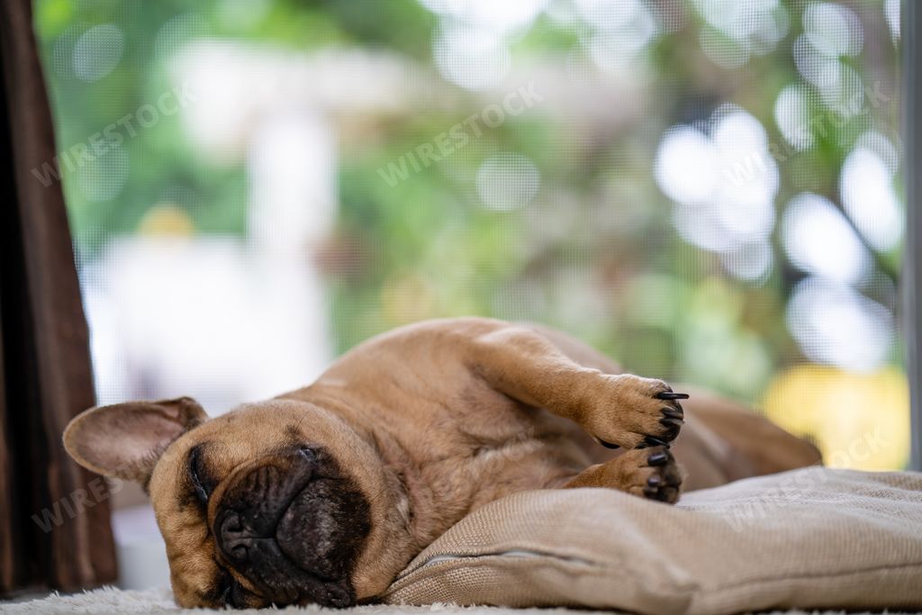 A cute sleeping french bulldog lying on a pillow indoors