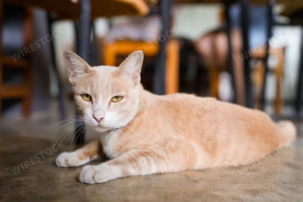 A cute orange Arabian Mau cat laying on the floor in the house