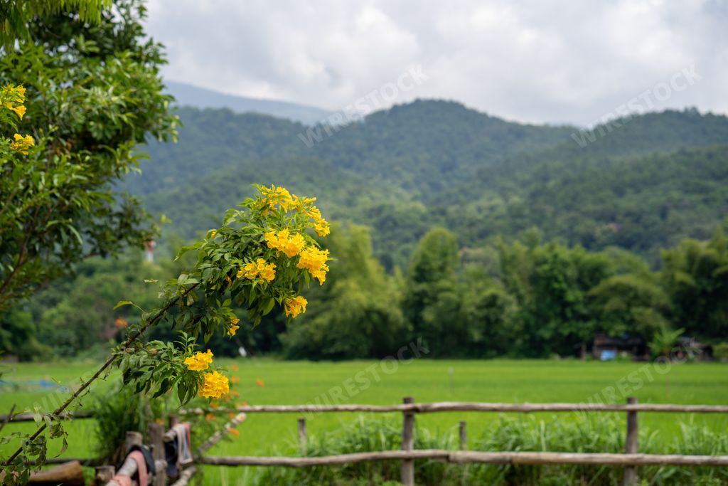 Beautiful Japanese kerria (Kerria japonica) or Japanese marigold bush blooming in a field