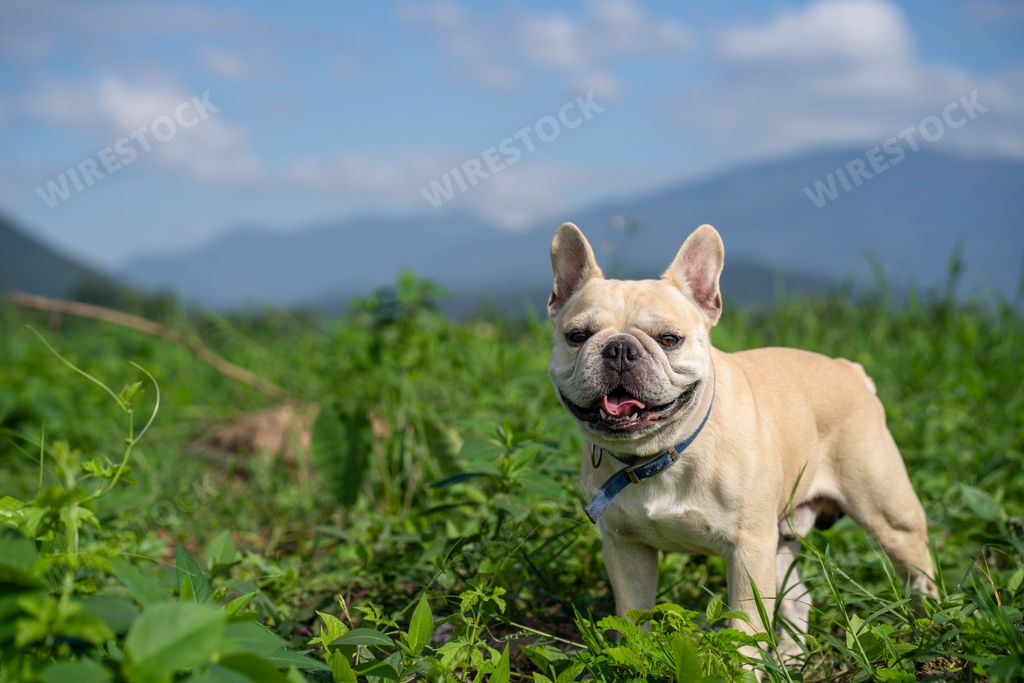 A cute white French bulldog walking in the field