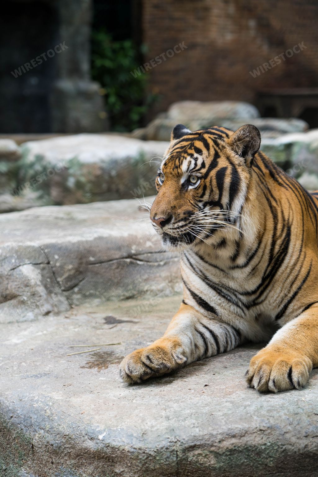 A selective focus of a tiger lying on a rock in captivit
