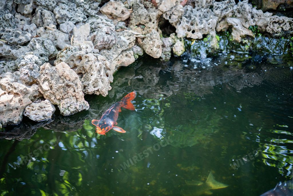 A closeup shot of a Koi fish swimming in a pond