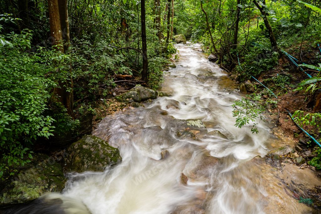 A beautiful flowing river in a forest