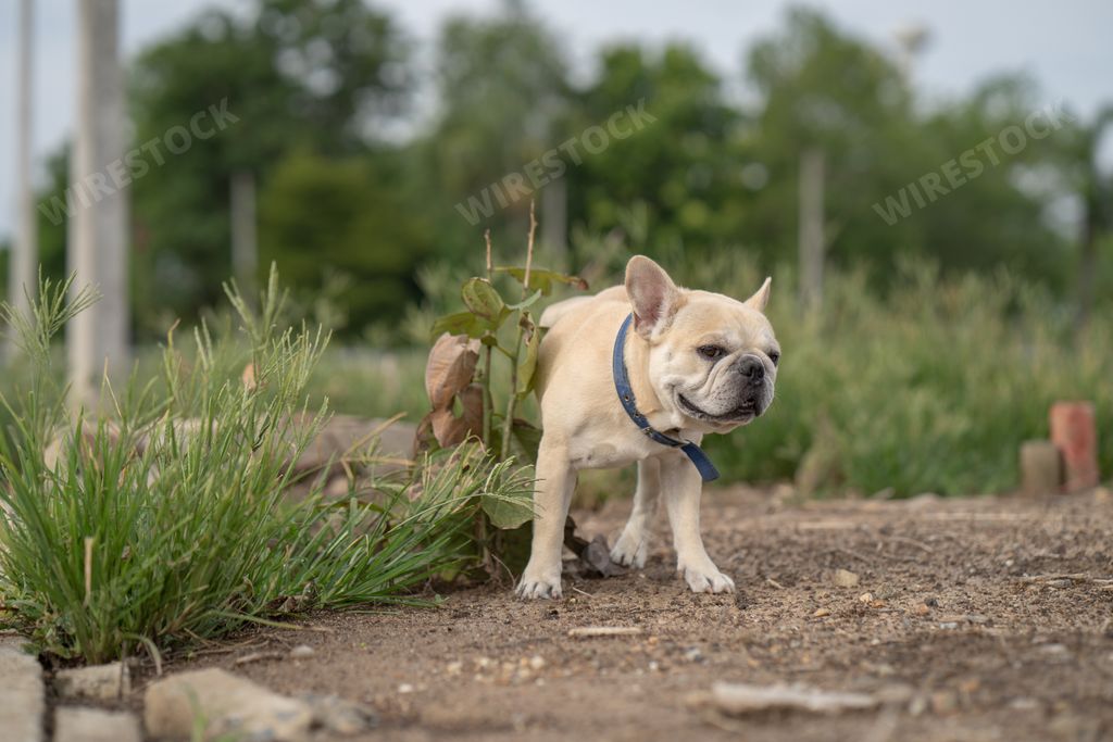 A shallow focus of a cute French Bulldog peeing on the grass in a park