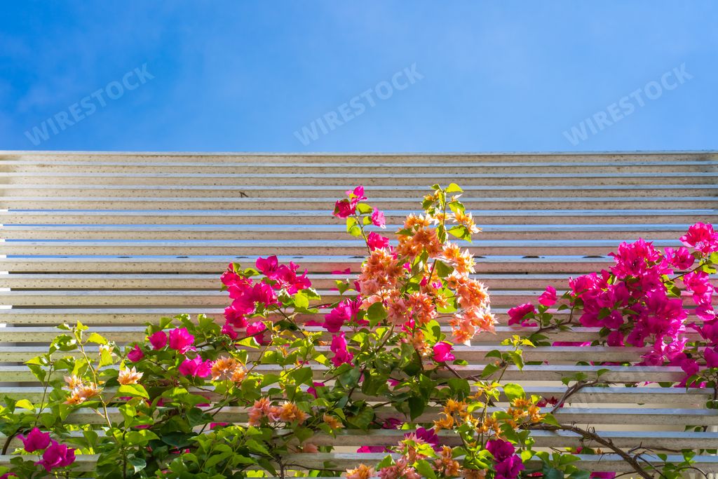 Blooming bougainvillea flowers on a metal fence