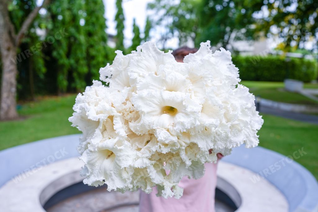 A beautiful closeup of an AV-Beley Medved (Polar Bear) plant in the vase