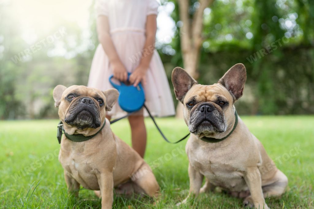 The adorable French Bulldogs sitting on the green grass in the park with a girl holding the leash