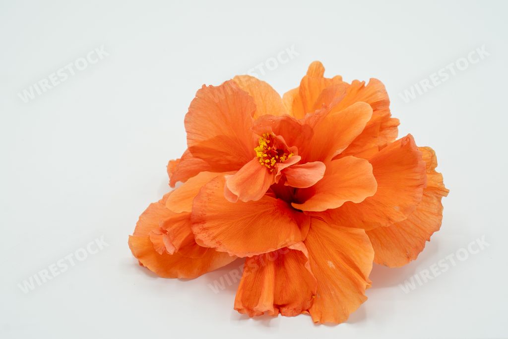 A closeup shot of an orange hibiscus flower isolated on white background