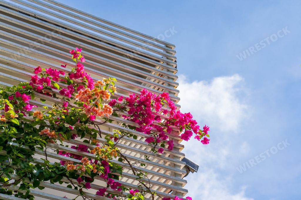 Blooming bougainvillea flowers on a metal fence