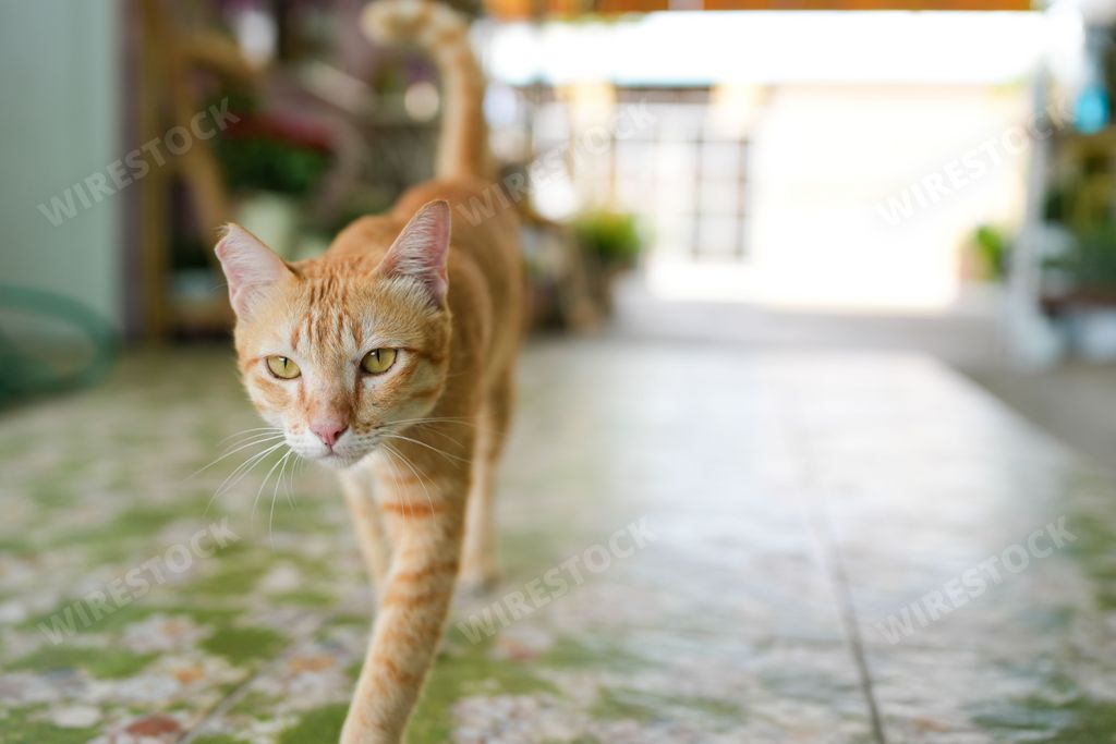 An adorable ginger cat walking toward the camera indoors.