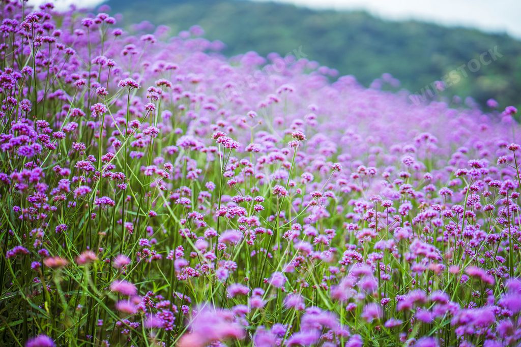 A Beautiful scenery of Violet Verbena Flowers orchard on a sunny day